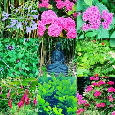 a collage of photos of flowers and a statue at Bijou Brussels > Parvis St Pierre in Brussels