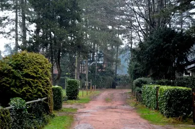 a dirt road in a garden with bushes and trees at Luxe vakantiehuis in het bos in Overbroek
