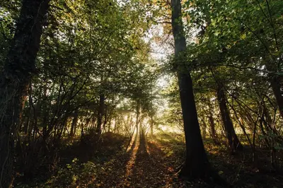 a path in a forest with rays of light coming through trees at Clayshoeve in Munte