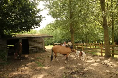 a horse and a dog standing next to a fence at B&B Dotter 17 in Erpe-Mere