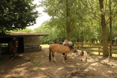 a group of horses standing next to a barn at B&B Dotter 17 in Erpe-Mere