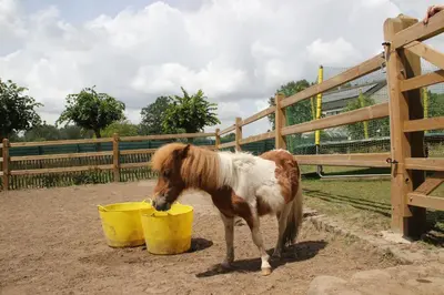 a small pony drinking out of a yellow bucket at B&B Dotter 17 in Erpe-Mere