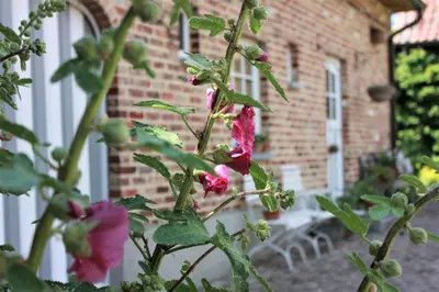 a plant with pink flowers in front of a brick building at De Volle Maan in Sint-Lievens-Houtem