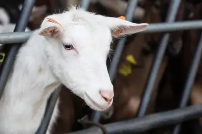 a white goat is looking through a fence at De Volle Maan in Sint-Lievens-Houtem