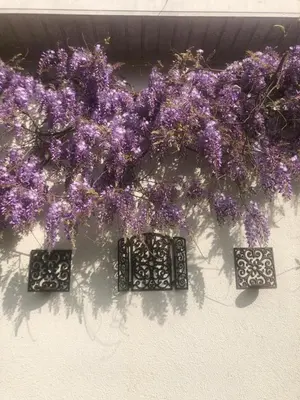 a bunch of purple flowers hanging on a wall at Villa Plagniau in Rixensart
