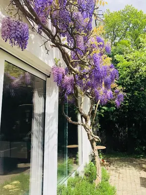 a tree with purple flowers on the side of a building at Villa Plagniau in Rixensart