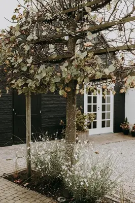 a tree with leaves on it in front of a house at Charmeverblijf Juliette in Kasterlee