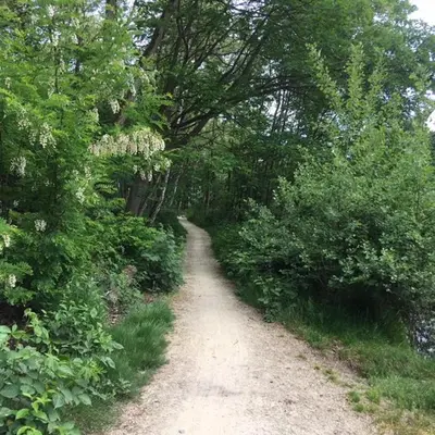 a dirt road in the middle of a forest at AuxiliumWellness Get Back to Serenity in Grobbendonk