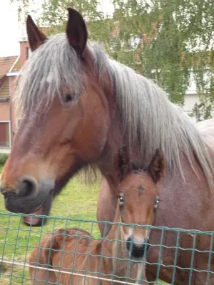 a horse and a baby horse standing next to a fence at B&B Euverbraeke in Beveren