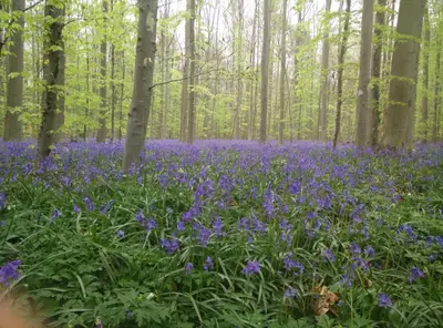 a field of blue flowers in the woods at Alsput Hotel in Halle