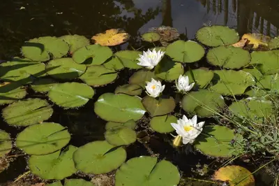 a group of white flowers in a pond at De Pauw B&B in Zele