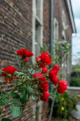 a group of red roses in front of a brick building at B&B La Ferme de l'Hosté in Wavre