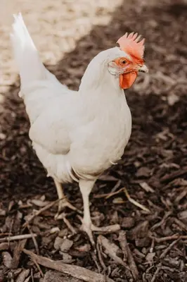 a white chicken is standing in the dirt at Huisje Nummer Tien in Sint-Laureins