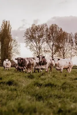 a herd of cows standing in a field at Huisje Nummer Tien in Sint-Laureins