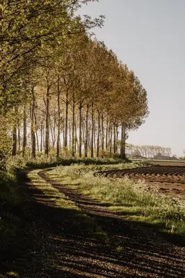a row of trees on a dirt road at Huisje Nummer Tien in Sint-Laureins