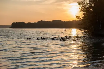 a group of ducks in the water at sunset at Hotel Kempense Meren by Sunparks in Mol