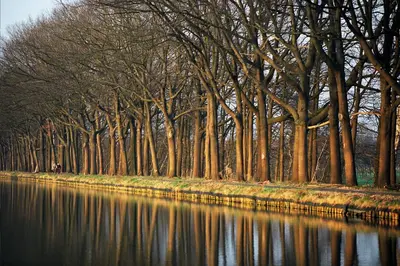 a row of trees next to a body of water at Hotel Kempense Meren by Sunparks in Mol