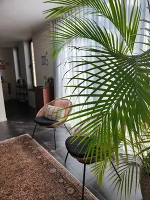 a living room with two chairs and a plant at B&B De Woestijn in Roosdaal
