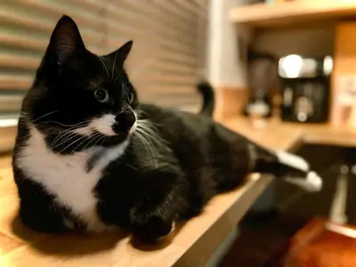 a black and white cat sitting on a counter at La bellétage by Agelandkaai be with Free Parking in Ghent