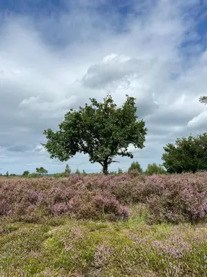 a tree in the middle of a field with purple flowers at de graslelie in Schoten
