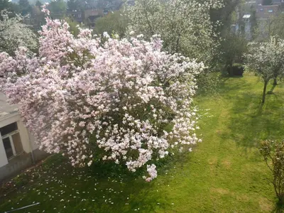a large tree with pink flowers in a yard at B&B Le Verger in Brussels