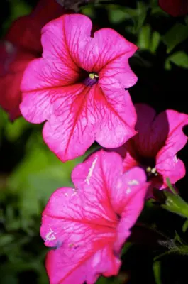 a group of pink flowers sitting next to each other at B&B Maarle in Poppel