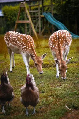 two giraffes and chickens are grazing in the grass at B&B Fruithof Tack in Sint-Gillis-Waas