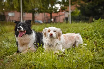 two dogs laying in the grass in a field at B&B Fruithof Tack in Sint-Gillis-Waas