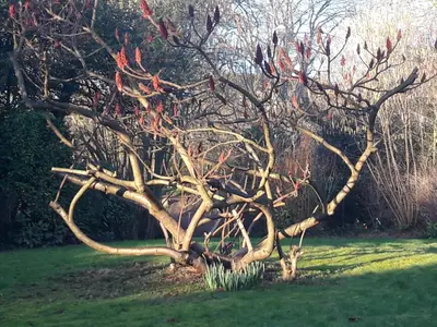 a tree with red birds sitting on its branches at Un grand jardin en ville. Chez Guy in Brussels