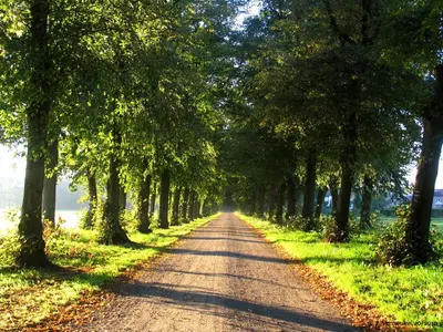 a dirt road with trees on either side at B&B Het Wouwe in Herentals