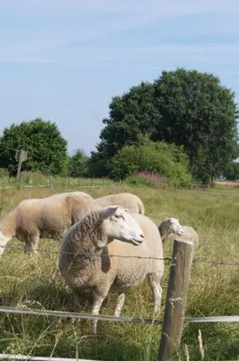 a group of sheep grazing in a field behind a fence at B&B Het Wouwe in Herentals