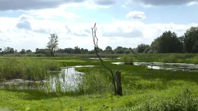 a tree branch in the middle of a field at Safaritent at Camping GT Keiheuvel in Balen