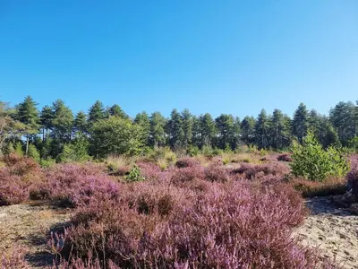 a field with purple plants and trees in the background at Camping Siësta in Lille