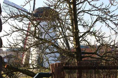 a tree with a building in the background at De Rosmolen in Ertvelde
