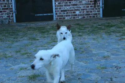 two white dogs are walking in a yard at De Rosmolen in Ertvelde