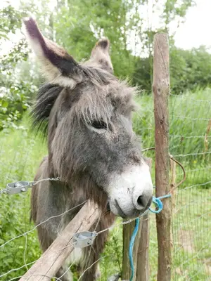 a donkey is standing behind a fence at De Gulle Beemden in Hulshout