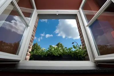 a window of a house with a plant at B&B Carpe Diem in Westerlo