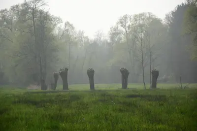 a group of elephant statues in a field in the fog at Beeltjens B&B: Wolf&Belle in Westerlo