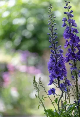 a bunch of purple flowers in a vase at Beeltjens B&B: Wolf&Belle in Westerlo