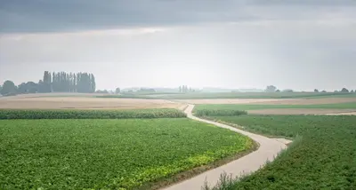 a winding road through a field with crops at VELPE 55 in Bierbeek
