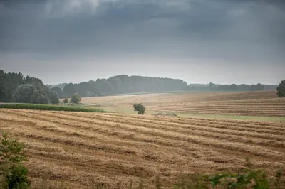 an open field with trees in the distance at VELPE 55 in Bierbeek