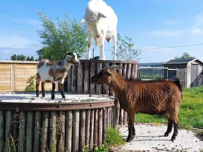 two goats standing next to a statue of a goat at Vakantiewoning De Schuur Tienen in Tienen
