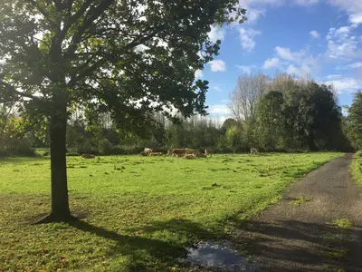 a group of cows grazing in a field with a tree at Scheldewegel Vakantiehuis in Schelderode