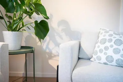a plant sitting on a table next to a couch at B&B Hof Beygaert in Aalst