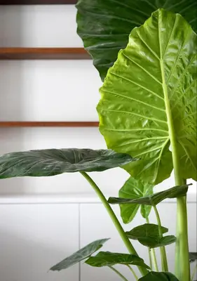 a large green leafy plant in a vase at The Greenhouse in Antwerp