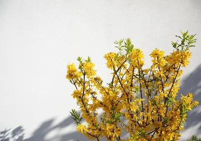 a bunch of yellow flowers on a tree at The Greenhouse in Antwerp