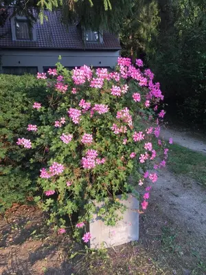 a bunch of pink flowers in a pot at B&B Des Heures Claires in Lasne