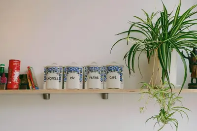 a shelf with blue and white cups and a plant at 130sqm appartment with 20sqm terras and free parking in Antwerp