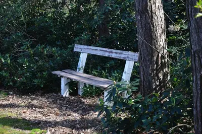 a wooden bench sitting next to a tree at Kromven in Merksplas