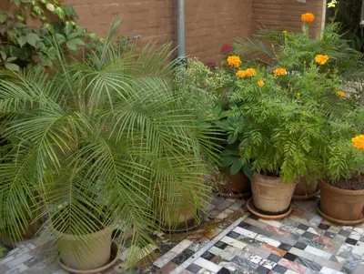 a group of potted plants and flowers in pots at B&B De Lachende Engel in Mechelen